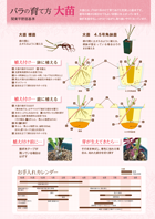 大苗