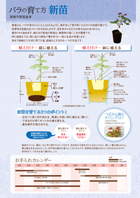 新苗