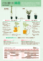 鉢苗