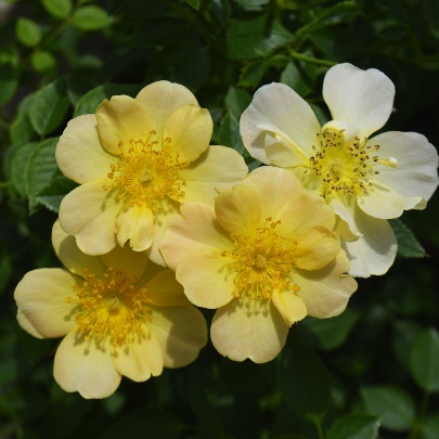 ラ ヴァルス ディ アベイル