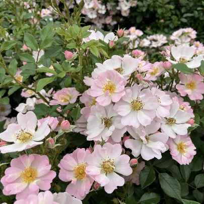 スターリー スカイ