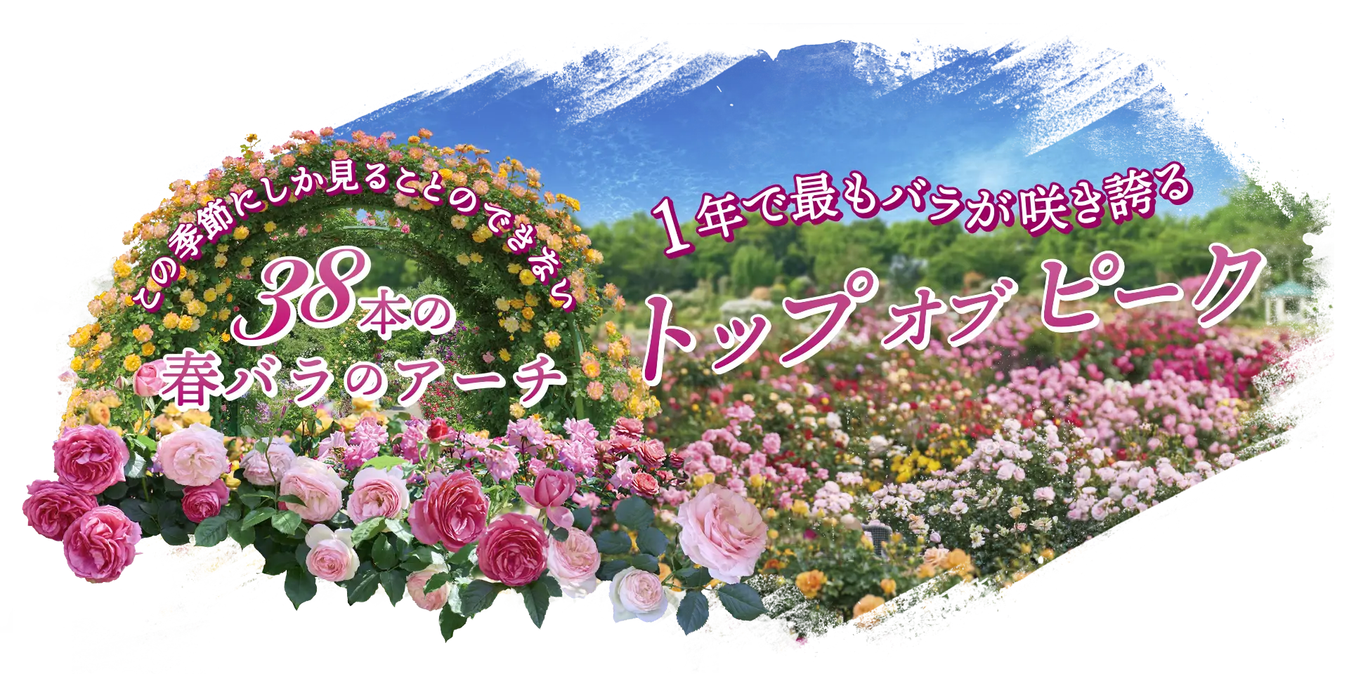 トップオブピーク