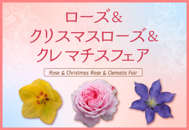ローズ＆クリスマスローズ＆クレマチスフェア