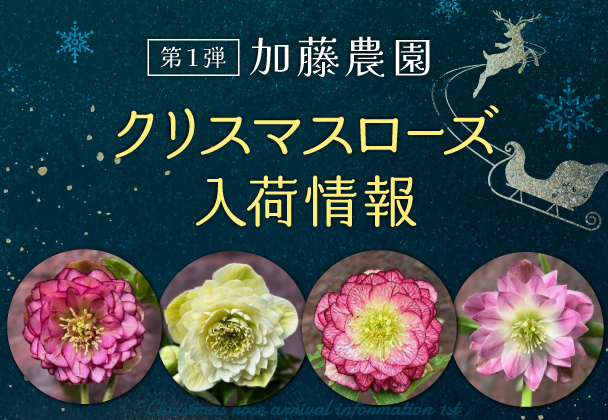 クリスマスローズ入荷情報　第１弾