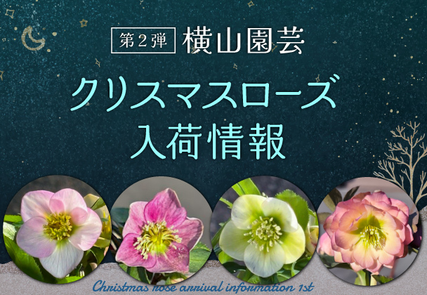 クリスマスローズ入荷情報 第2弾