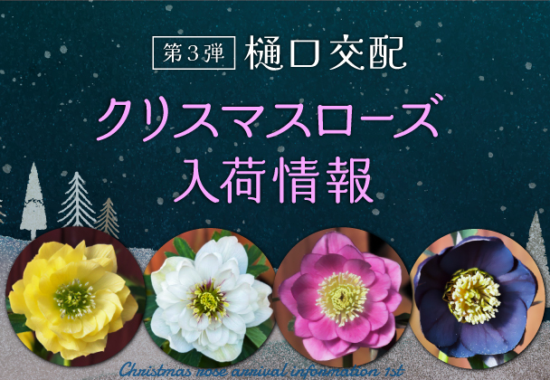 クリスマスローズ入荷情報 第3弾