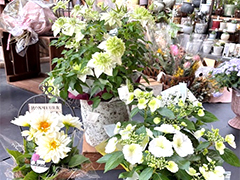 母の日ギフトフェア