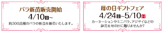 バラ新苗販売開始・母の日ギフトフェア