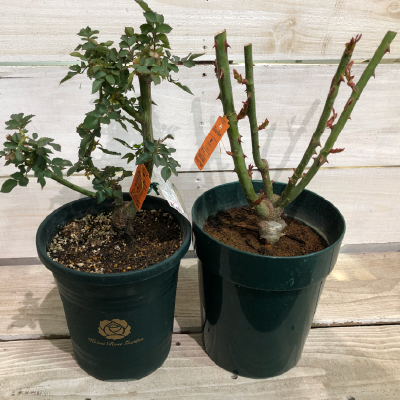 京成バラ園ブランド 鉢バラ(6号)