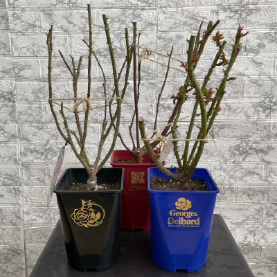 他社ブランドローズ