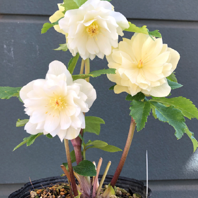 クリスマスローズ