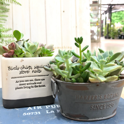 多肉・サボテン・エアープランツ