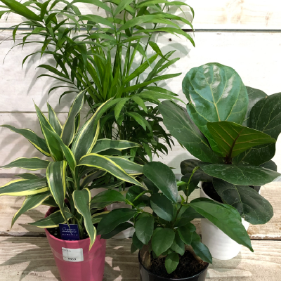 観葉植物
