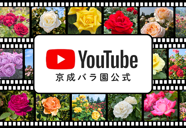 公式YouTubeチャンネル