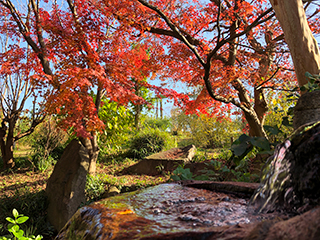 自然風庭園