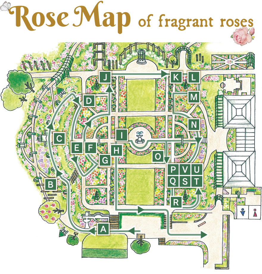 ROSE MAP of fragrant roses