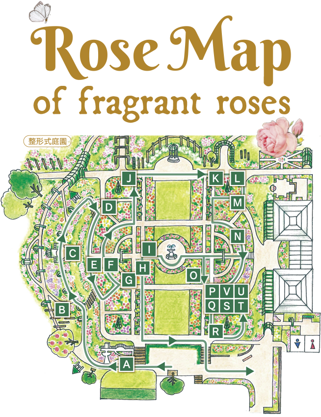 ROSE MAP of fragrant roses